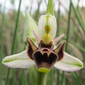 Photographie n°962310 du taxon Ophrys scolopax subsp. scolopax