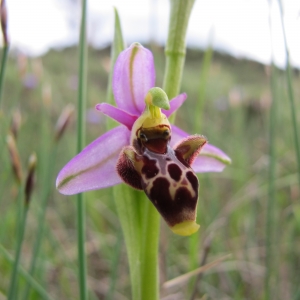 Photographie n°962311 du taxon Ophrys scolopax subsp. scolopax