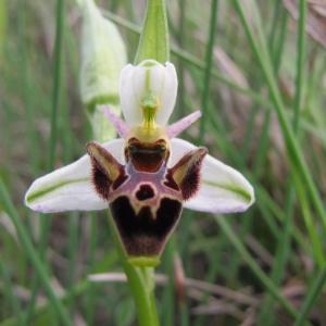 Photographie n°962312 du taxon Ophrys scolopax subsp. scolopax