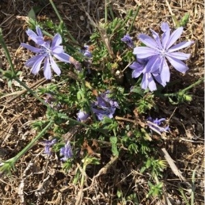 Photographie n°962832 du taxon Cichorium intybus L. [1753]