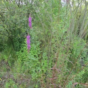 Photographie n°962852 du taxon Lythrum salicaria L.