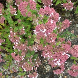 Photographie n°963158 du taxon Origanum vulgare L.