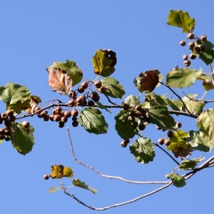 Photographie n°963687 du taxon Sorbus torminalis (L.) Crantz [1763]