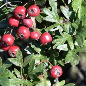 Photographie n°963693 du taxon Crataegus monogyna Jacq. [1775]