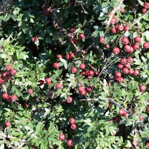 Photographie n°963701 du taxon Crataegus monogyna Jacq. [1775]