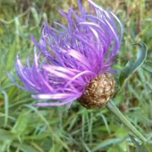  - Centaurea jacea L. [1753]