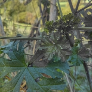 Photographie n°964410 du taxon Malva alcea L. [1753]