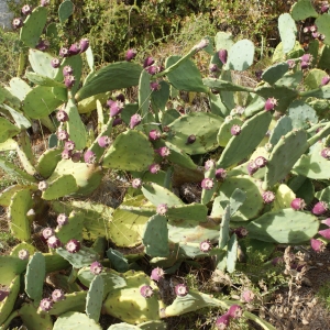 Photographie n°964587 du taxon Opuntia engelmannii Salm-Dyck ex Engelm. [1850]