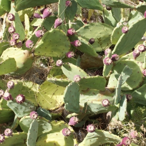 Photographie n°964590 du taxon Opuntia engelmannii Salm-Dyck ex Engelm. [1850]