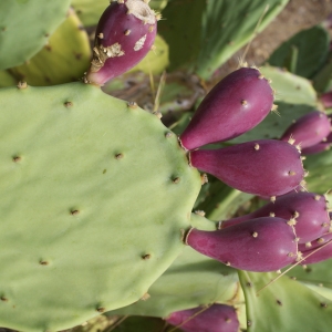 Photographie n°964600 du taxon Opuntia engelmannii Salm-Dyck ex Engelm. [1850]