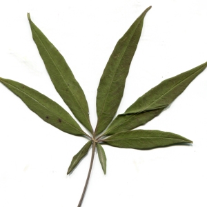 Photographie n°964623 du taxon Vitex agnus-castus L. [1753]