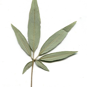 Photographie n°964624 du taxon Vitex agnus-castus L. [1753]