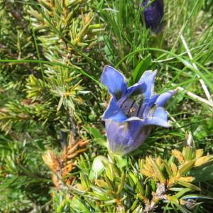 Photographie n°965148 du taxon Gentiana acaulis L. [1753]