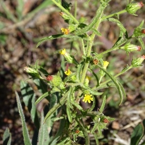 Photographie n°965248 du taxon Dittrichia graveolens (L.) Greuter [1973]