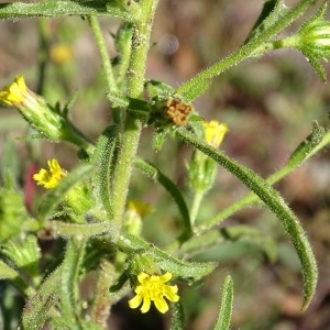 Photographie n°965250 du taxon Dittrichia graveolens (L.) Greuter [1973]