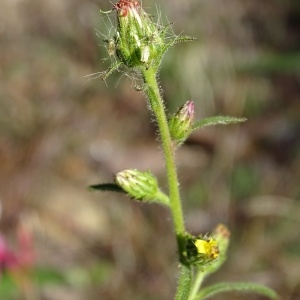 Photographie n°965251 du taxon Dittrichia graveolens (L.) Greuter [1973]