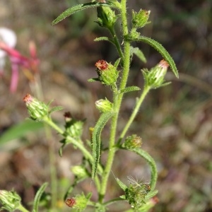 Photographie n°965252 du taxon Dittrichia graveolens (L.) Greuter [1973]