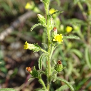 Photographie n°965253 du taxon Dittrichia graveolens (L.) Greuter [1973]