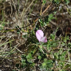 Photographie n°965256 du taxon Ononis spinosa L. [1753]