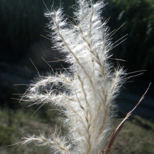 Photographie n°965292 du taxon Bothriochloa barbinodis (Lag.) Herter [1940]