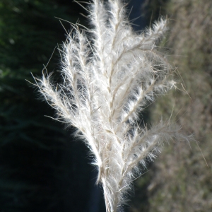 Photographie n°965295 du taxon Bothriochloa barbinodis (Lag.) Herter [1940]