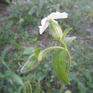 Photographie n°965392 du taxon Silene latifolia subsp. alba (Mill.) Greuter & Burdet