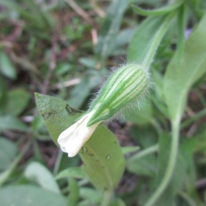 Photographie n°965393 du taxon Silene latifolia subsp. alba (Mill.) Greuter & Burdet