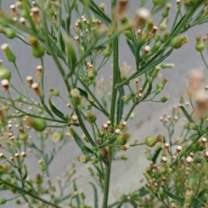 Photographie n°965396 du taxon Erigeron canadensis L. [1753]