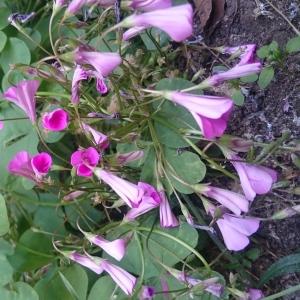 Photographie n°965501 du taxon Oxalis articulata Savigny