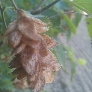 Photographie n°965701 du taxon Ostrya carpinifolia Scop. [1772]