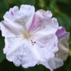 Photographie n°965779 du taxon Mirabilis jalapa L. [1753]