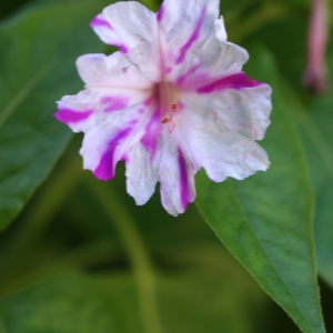 Photographie n°965783 du taxon Mirabilis jalapa L. [1753]