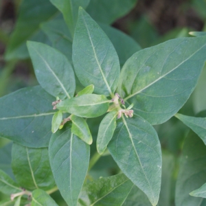 Photographie n°965796 du taxon Mirabilis jalapa L. [1753]