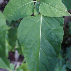 Photographie n°965799 du taxon Mirabilis jalapa L. [1753]