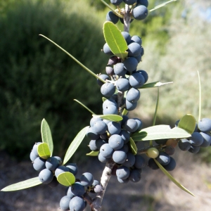 Photographie n°965824 du taxon Phillyrea angustifolia L. [1753]