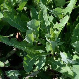 Photographie n°966095 du taxon Sonchus arvensis L. [1753]