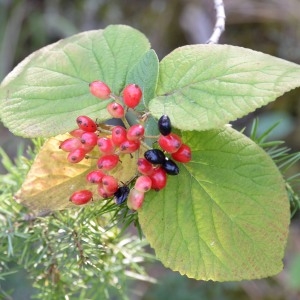 Photographie n°966101 du taxon Viburnum lantana L. [1753]