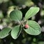  Michel Pansiot - Cotoneaster tomentosus Lindl. [1822]