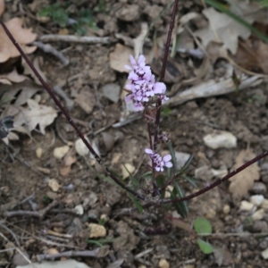 Photographie n°966174 du taxon Iberis L.