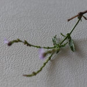 Photographie n°966588 du taxon Verbena officinalis L. [1753]