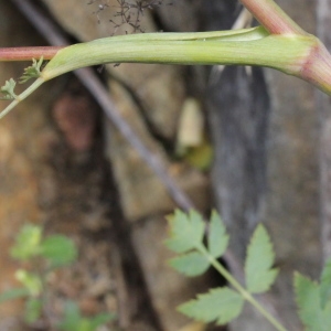 Photographie n°966689 du taxon Peucedanum cervaria (L.) Lapeyr. [1813]