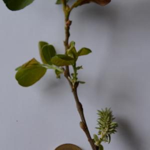 Photographie n°966720 du taxon Salix cinerea L. [1753]
