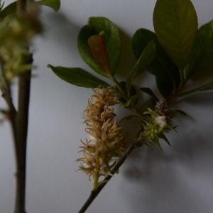 Photographie n°966722 du taxon Salix cinerea L. [1753]