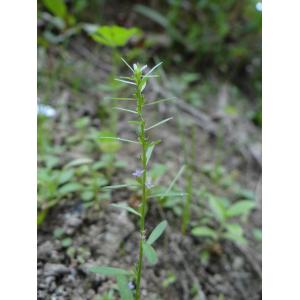 Lythrum thesioides subsp. geminiflorum (Bertol.) Rouy & E.G.Camus (Lythrum faux thésium)