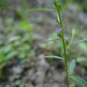 Photographie n°966981 du taxon Lythrum thesioides M.Bieb. [1808]