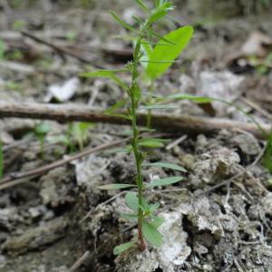 Photographie n°966982 du taxon Lythrum thesioides M.Bieb. [1808]