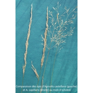 Agrostis capillaris subsp. castellana var. mutica (Boiss. & Reut.) B.Bock