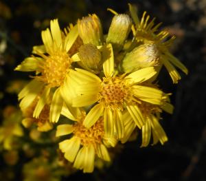 Marcel Etienne, le  8 octobre 2016 (Tautavel (La Marfouilla))