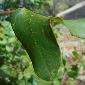 Photographie n°967230 du taxon Acer monspessulanum L.