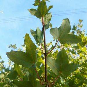 Photographie n°967232 du taxon Acer monspessulanum L.